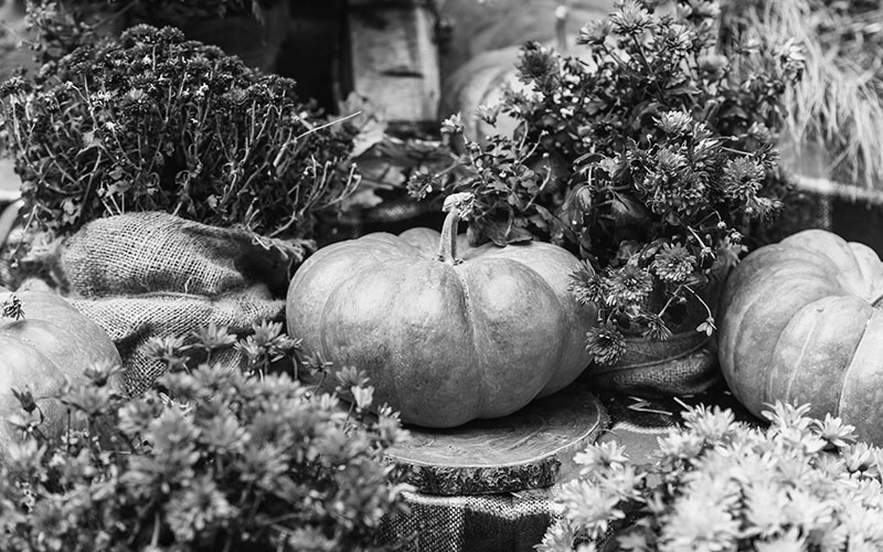Thanksgiving Day still-life: Close-up photo of pumpkins laying on festive background
